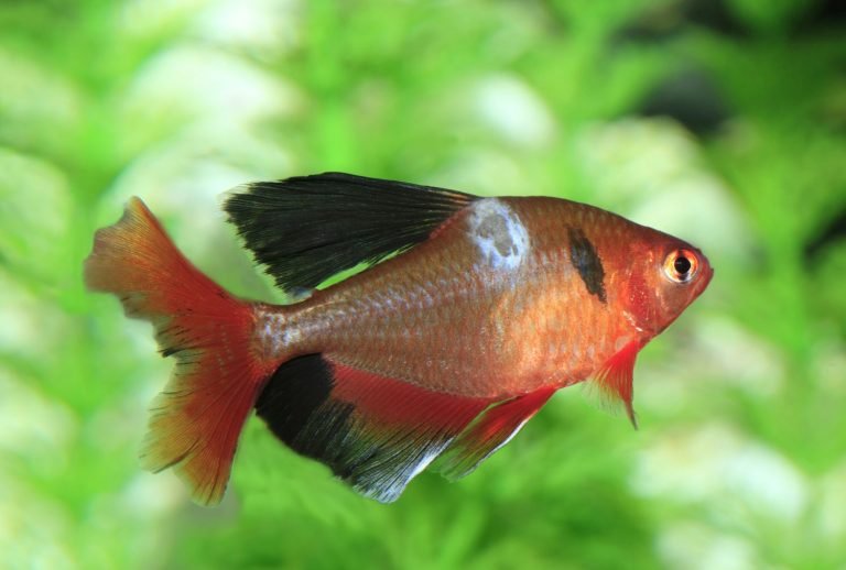 What Causes Of Fish Diseases