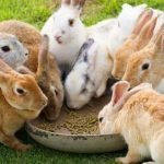 How To Make Rabbit Feed Pellet?