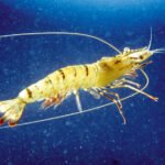 How Does The Use Of Shrimp Feed Pellet Machines Impact Shrimp Health And Growth?