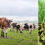 alfalfa feed pellet