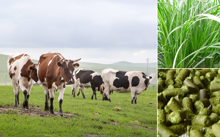 How is alfalfa processed into pellets for livestock feed?